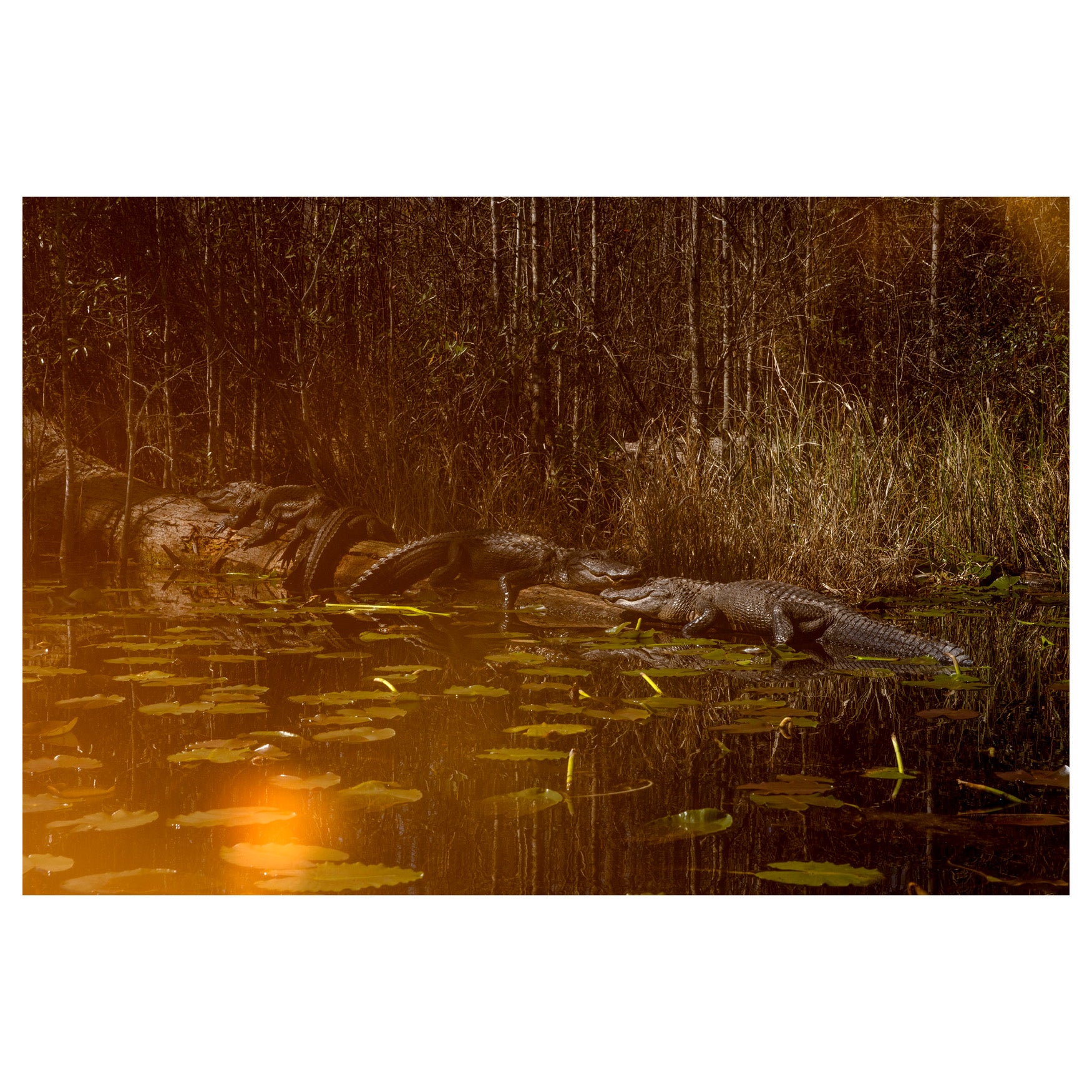 Trembling Earth: A Transcendental Trip Through the Okefenokee