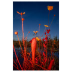 Trembling Earth: A Transcendental Trip Through the Okefenokee